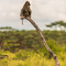 Seronera, Serengeti NP